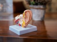 MED-EL y Cascination apuestan por la innovación en quirófano. Las dos compañías han lanzado Otoarm y Otodrive, dos tecnologías diseñadas para ofrecer a los cirujanos una mayor precisión y control en las intervenciones de oído, con el objetivo de mejorar los resultados auditivos de los pacientes.
